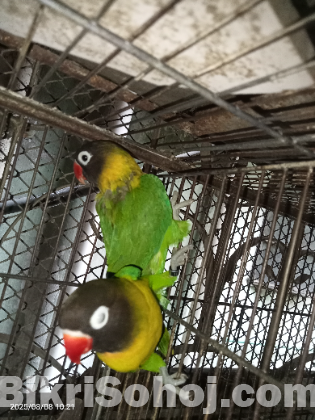 Yellow color love bird